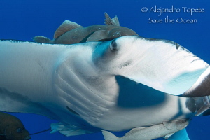 Eyes on me,San Benedicto Mexico by Alejandro Topete 